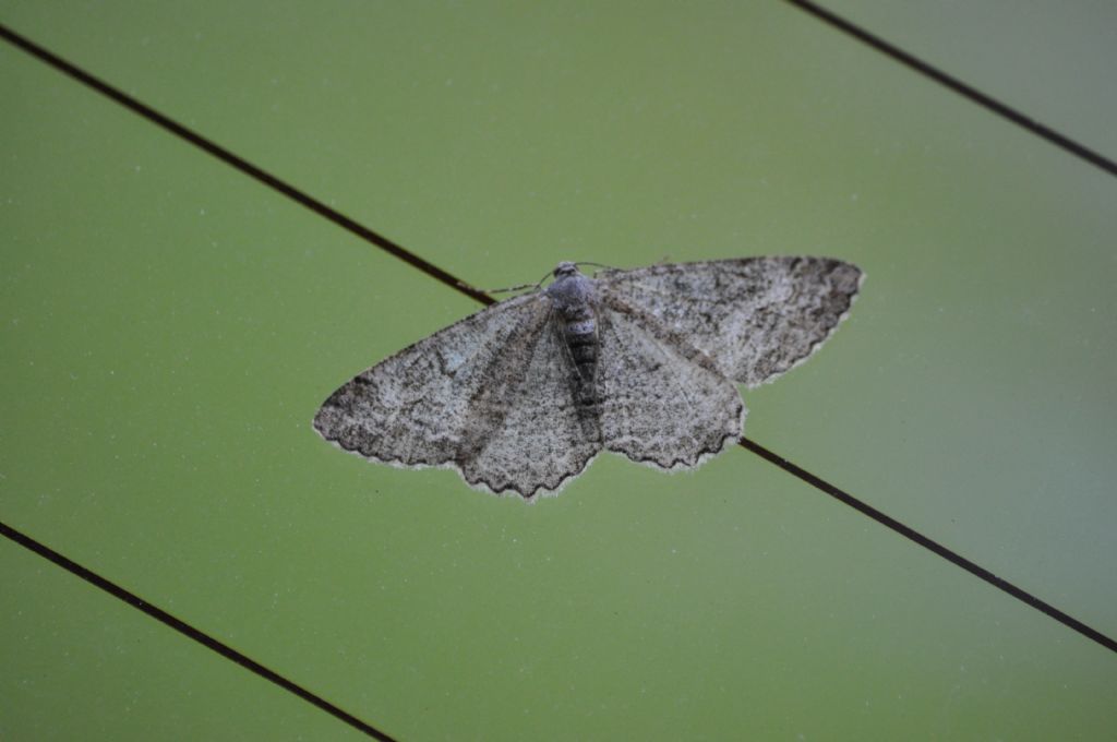 Alcis repandata? Geometridae